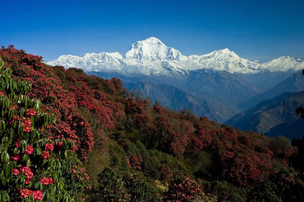 Ghorepani to Annapurna Base Camp