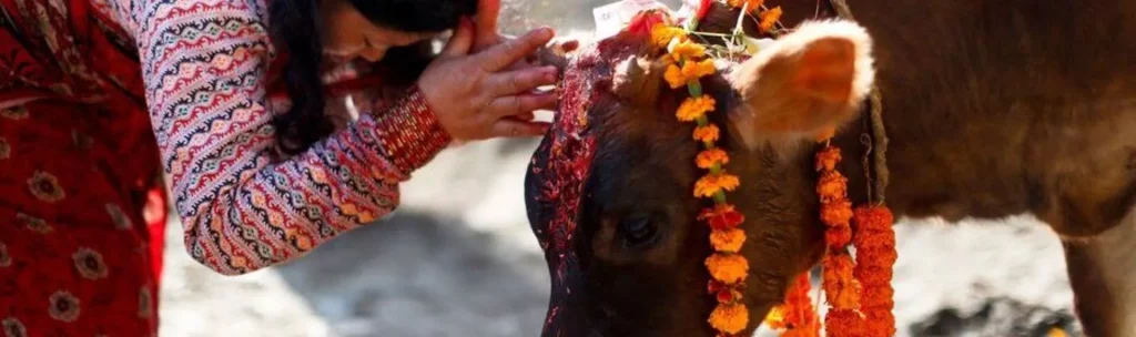  things to do and don'ts in Nepal, Worshipping Cow