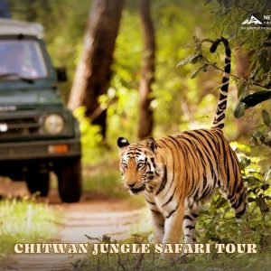 Chitwan Jungle Safari Tour